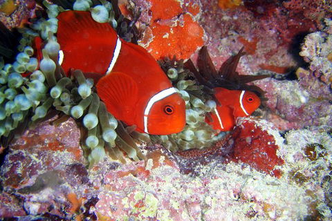 Great Barrier Reef Dive And Snorkel Cruise From Mission Beach - Accommodation Port Macquarie 6