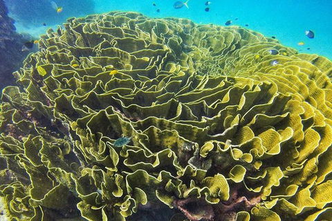 Great Barrier Reef Dive And Snorkel Cruise From Mission Beach - Accommodation Port Macquarie 5