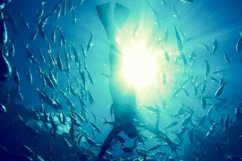 2-Day Whitsundays Sailing Adventure: SV Whitehaven - Accommodation Port Macquarie 9