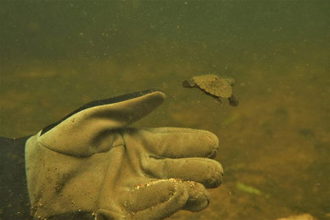 Rainforest Platypus Night Dive (Certified Divers Only Once Day Dive Completed) - Accommodation Port Macquarie 9