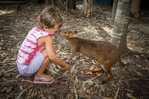Hartley's Crocodile Adventures Day Trip From Cairns - Accommodation Port Macquarie 1