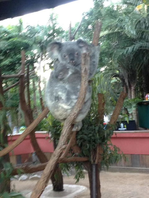 Hartley's Crocodile Adventures Day Trip From Cairns - Accommodation Port Macquarie 7