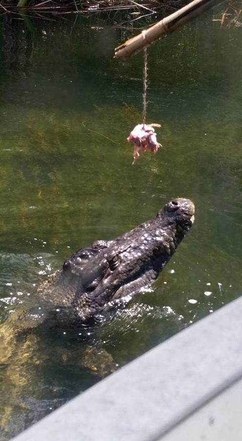 Hartley's Crocodile Adventures Day Trip From Cairns - Accommodation Port Macquarie 11