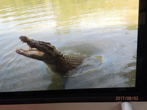 Hartley's Crocodile Adventures Day Trip From Cairns - Accommodation Port Macquarie 4