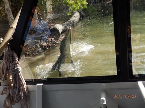Hartley's Crocodile Adventures Day Trip From Cairns - Accommodation Port Macquarie 5