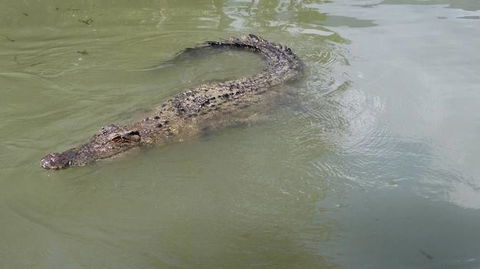 Hartley's Crocodile Adventures Day Trip From Cairns - Accommodation Port Macquarie 10
