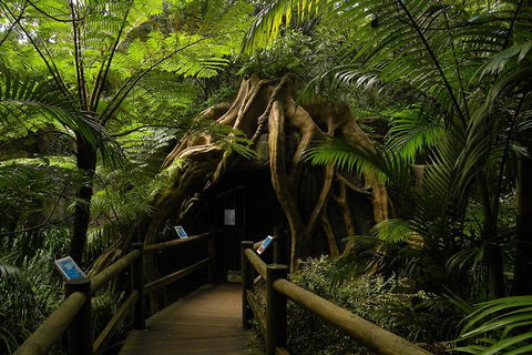 Tamborine Mountain Daily Service, Treetop Challenge And Thunderbird Park - Accommodation Port Macquarie 7