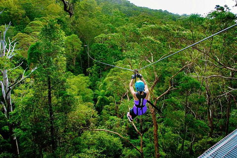 Tamborine Mountain Daily Service, Treetop Challenge And Thunderbird Park - Accommodation Port Macquarie 9