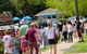 Tamborine Mountain Daily Service, Treetop Challenge And Thunderbird Park - thumb 6