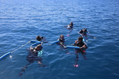 Hervey Bay Whale Swim And Watch - Accommodation Port Macquarie 1