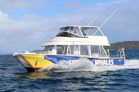 Hervey Bay Whale Swim And Watch - Accommodation Port Macquarie 2