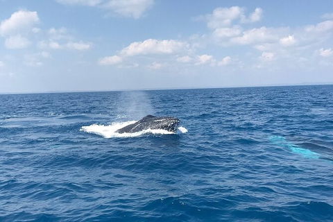 Hervey Bay Whale Swim And Watch - Accommodation Port Macquarie 6
