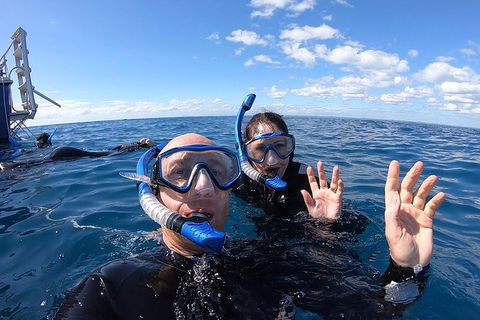 Hervey Bay Whale Swim And Watch - Accommodation Port Macquarie 4