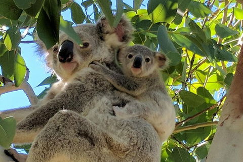 Magnetic Island Tour: Maggie Comprehensive - Accommodation Port Macquarie 4