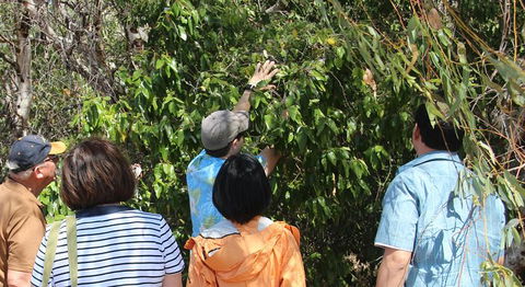 Magnetic Island Tour: Maggie Comprehensive - Accommodation Port Macquarie 6