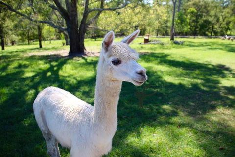 Half Day Animal Tour - Accommodation Port Macquarie 2