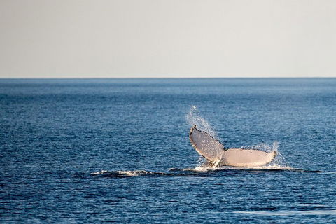 Whale Watching Ocean Tour - Accommodation Port Macquarie 0
