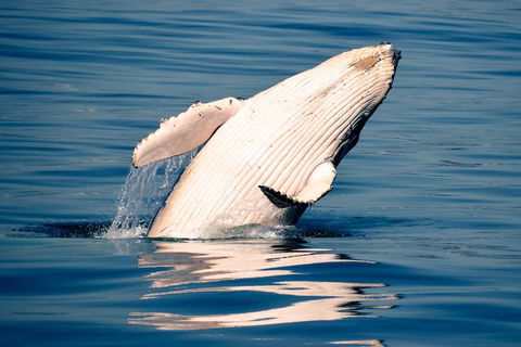 Whale Watching Ocean Tour - Accommodation Port Macquarie 1