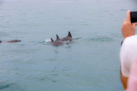 Noosa Oceanrider Scenic Dolphin Safari - Accommodation Port Macquarie 6