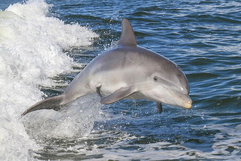 Noosa Oceanrider Scenic Dolphin Safari - Accommodation Port Macquarie 1