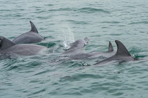 Noosa Oceanrider Scenic Dolphin Safari - Accommodation Port Macquarie 3