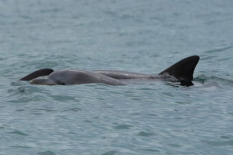 Noosa Oceanrider Scenic Dolphin Safari - Accommodation Port Macquarie 4