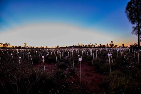 Uluru Field Of Light Sunrise Tour - Accommodation Port Macquarie 8