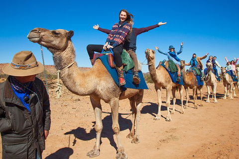Alice Springs Camel Tour - Accommodation Port Macquarie 7