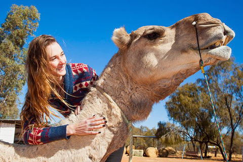 Alice Springs Camel Tour - Accommodation Port Macquarie 6