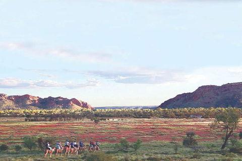 Alice Springs Camel Tour - Accommodation Port Macquarie 3