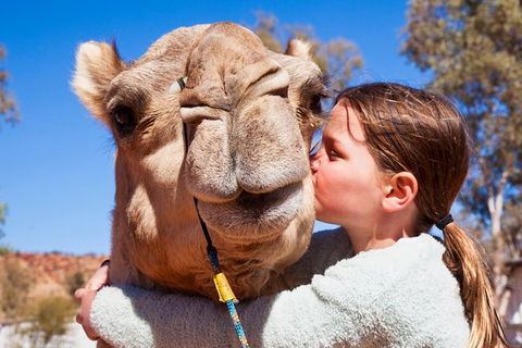 Alice Springs Camel Tour - Accommodation Port Macquarie 2