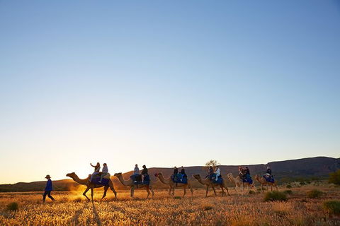 Alice Springs Camel Tour - Accommodation Port Macquarie 9
