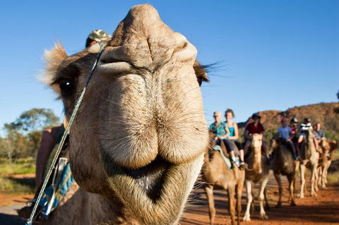 Alice Springs Camel Tour - Accommodation Port Macquarie 10