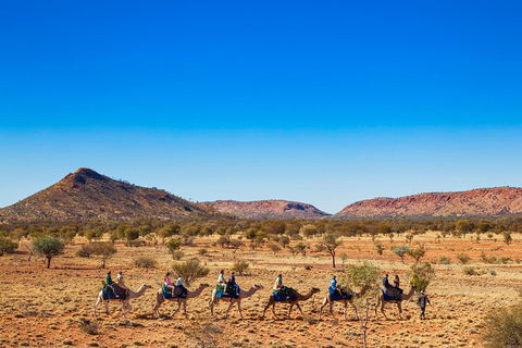 Alice Springs Camel Tour - Accommodation Port Macquarie 5