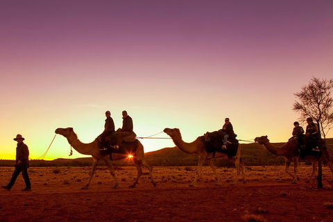 Alice Springs Camel Tour - Accommodation Port Macquarie 4