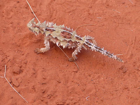 Alice Springs Highlights Half-Day Tour - Accommodation Port Macquarie 5