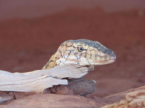 Alice Springs Highlights Half-Day Tour - Accommodation Port Macquarie 6