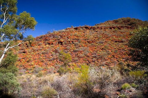 Palm Valley 4WD Tour From Alice Springs - Accommodation Port Macquarie 7