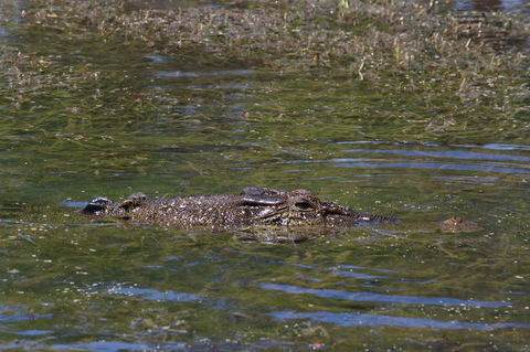 Kakadu, Nourlangie And Yellow Waters Tour From Darwin - Accommodation Port Macquarie 16