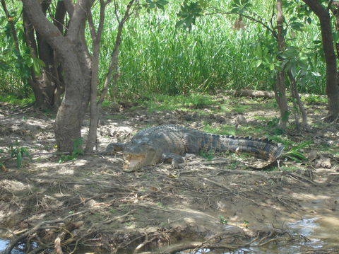 Kakadu, Nourlangie And Yellow Waters Tour From Darwin - Accommodation Port Macquarie 21