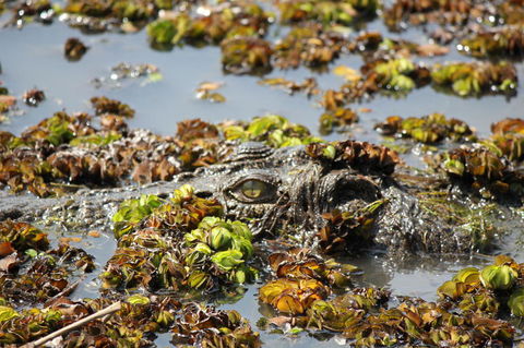 Kakadu, Nourlangie And Yellow Waters Tour From Darwin - Accommodation Port Macquarie 17