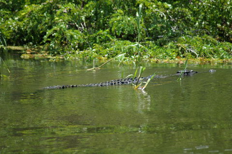 Kakadu, Nourlangie And Yellow Waters Tour From Darwin - Accommodation Port Macquarie 4