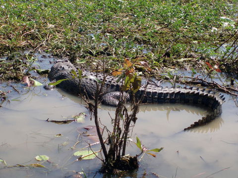Kakadu, Nourlangie And Yellow Waters Tour From Darwin - Accommodation Port Macquarie 19