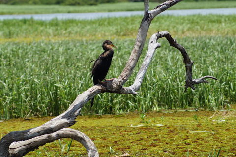 Kakadu, Nourlangie And Yellow Waters Tour From Darwin - Accommodation Port Macquarie 2