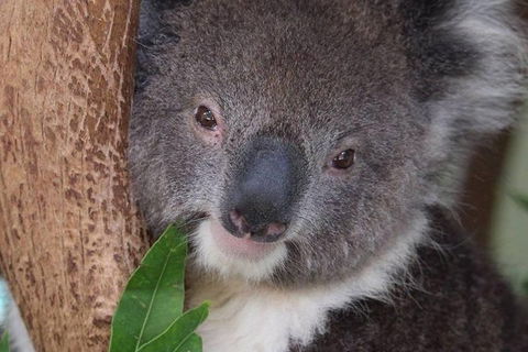 All Inclusive Blue Mountains Small-Group Day Trip From Sydney - Accommodation Port Macquarie 1