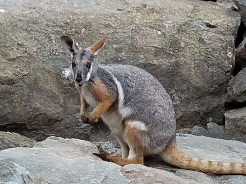 All Inclusive Blue Mountains Small-Group Day Trip From Sydney - Accommodation Port Macquarie 4