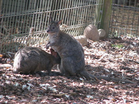 All Inclusive Blue Mountains Small-Group Day Trip From Sydney - Accommodation Port Macquarie 19