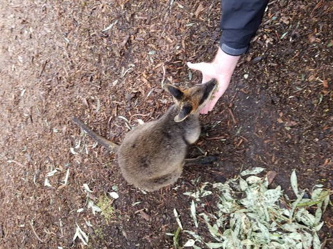 All Inclusive Blue Mountains Small-Group Day Trip From Sydney - Accommodation Port Macquarie 21