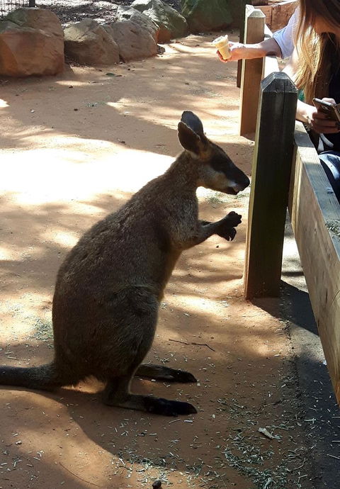 All Inclusive Blue Mountains Small-Group Day Trip From Sydney - Accommodation Port Macquarie 25
