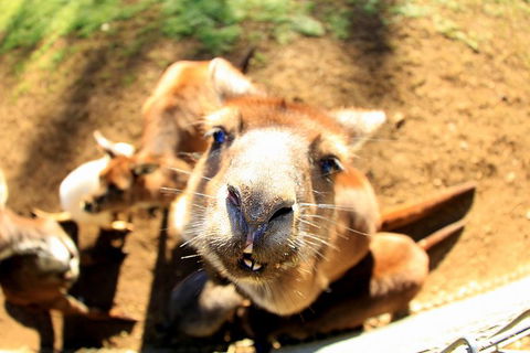 All-Inclusive Blue Mountains Day Trip With River Cruise - Accommodation Port Macquarie 1